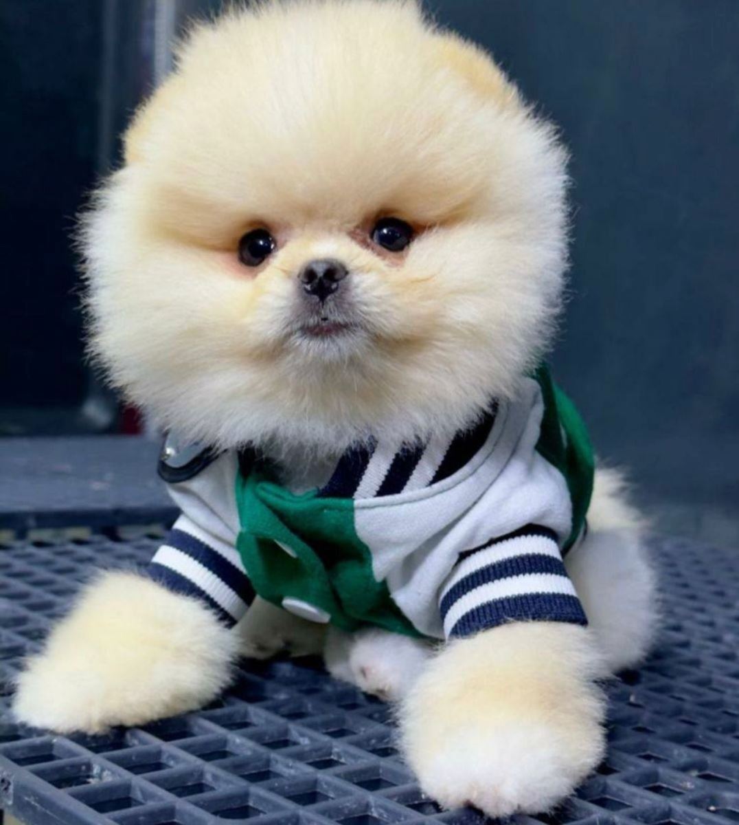 Satılık pomeranian boo ilanları