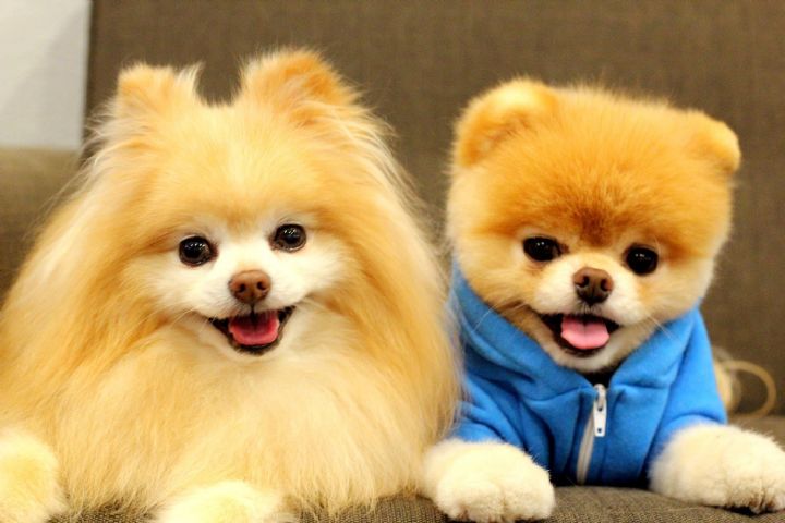 Pomeranian Boo Irkı