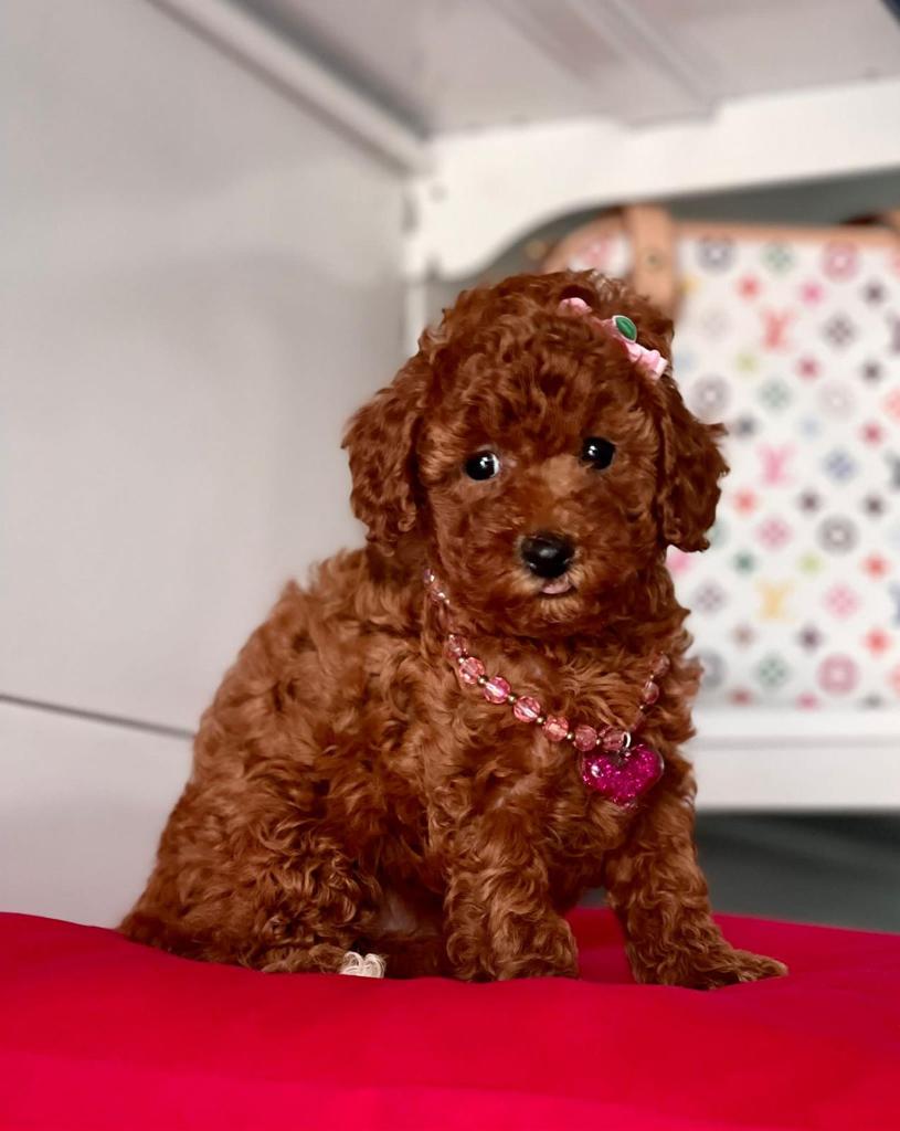 Toy Poodle Irkı