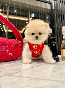 Satılık Pomeranian Boo Yavru köpekleri diğer süs köpeği cinsleri arasında en sadık cinstir. Zaten sevecen olan bu köpek, sahibine karşı beslediği yoğun sevgiyle muhteşem bir bağ oluşturmaktadır. Sizde  pomeranian boo yavrusu satın almak ve  sahibi olmak  istiyorsanız hemen arayın!  Pomeranian Boo Fiyat Müşteri Hattı : 0532 477 17 95