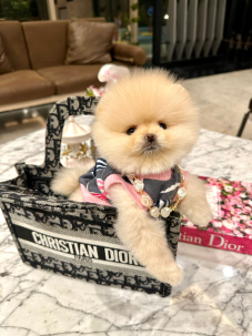 Satılık Pomeranian Boo Yavru köpekleri diğer süs köpeği cinsleri arasında en sadık cinstir. Zaten sevecen olan bu köpek, sahibine karşı beslediği yoğun sevgiyle muhteşem bir bağ oluşturmaktadır. Sizde  pomeranian boo yavrusu satın almak ve  sahibi olmak  istiyorsanız hemen arayın!  Pomeranian Boo Fiyat Müşteri Hattı : 0532 477 17 95