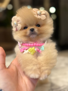 Satılık Pomeranian Boo Yavru köpekleri diğer süs köpeği cinsleri arasında en sadık cinstir. Zaten sevecen olan bu köpek, sahibine karşı beslediği yoğun sevgiyle muhteşem bir bağ oluşturmaktadır. Sizde  pomeranian boo yavrusu satın almak ve  sahibi olmak  istiyorsanız hemen arayın!  Pomeranian Boo Fiyat Müşteri Hattı : 0532 477 17 95