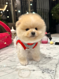 Satılık Pomeranian Boo Yavru köpekleri diğer süs köpeği cinsleri arasında en sadık cinstir. Zaten sevecen olan bu köpek, sahibine karşı beslediği yoğun sevgiyle muhteşem bir bağ oluşturmaktadır. Sizde  pomeranian boo yavrusu satın almak ve  sahibi olmak  istiyorsanız hemen arayın!  Pomeranian Boo Fiyat Müşteri Hattı : 0532 477 17 95