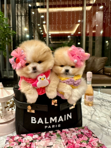 Satılık Pomeranian Boo Yavru köpekleri diğer süs köpeği cinsleri arasında en sadık cinstir. Zaten sevecen olan bu köpek, sahibine karşı beslediği yoğun sevgiyle muhteşem bir bağ oluşturmaktadır. Sizde  pomeranian boo yavrusu satın almak ve  sahibi olmak  istiyorsanız hemen arayın!  Pomeranian Boo Fiyat Müşteri Hattı : 0532 477 17 95