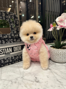 Satılık Pomeranian Boo Yavru köpekleri diğer süs köpeği cinsleri arasında en sadık cinstir. Zaten sevecen olan bu köpek, sahibine karşı beslediği yoğun sevgiyle muhteşem bir bağ oluşturmaktadır. Sizde  pomeranian boo yavrusu satın almak ve  sahibi olmak  istiyorsanız hemen arayın!  Pomeranian Boo Fiyat Müşteri Hattı : 0532 477 17 95