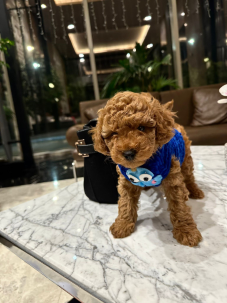 Satılık Kore Toy Poodle Köpek Yavrularımız diğer süs köpeği cinsleri arasında en sadık cinstir. Zaten sevecen olan bu köpek, sahibine karşı beslediği yoğun sevgiyle muhteşem bir bağ oluşturmaktadır. Sizde  toy poodle  yavrusu satın almak ve sahibi olmak istiyorsanız hemen arayın!  Müşteri Hattı : 0532 477 17 95