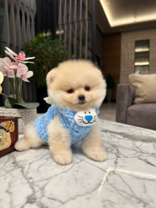 Satılık Pomeranian Boo Yavru köpekleri diğer süs köpeği cinsleri arasında en sadık cinstir. Zaten sevecen olan bu köpek, sahibine karşı beslediği yoğun sevgiyle muhteşem bir bağ oluşturmaktadır. Sizde  pomeranian boo yavrusu satın almak ve  sahibi olmak  istiyorsanız hemen arayın!  Pomeranian Boo Fiyat Müşteri Hattı : 0532 477 17 95