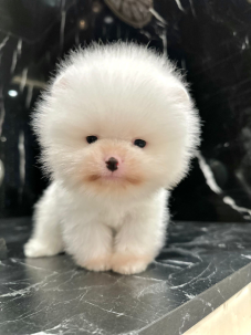 Satılık Pomeranian Boo Yavru köpekleri diğer süs köpeği cinsleri arasında en sadık cinstir. Zaten sevecen olan bu köpek, sahibine karşı beslediği yoğun sevgiyle muhteşem bir bağ oluşturmaktadır. Sizde  pomeranian boo yavrusu satın almak ve  sahibi olmak  istiyorsanız hemen arayın!  Pomeranian Boo Fiyat Müşteri Hattı : 0532 477 17 95