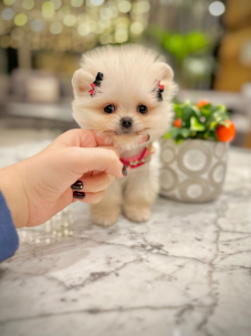 Satılık Pomeranian Boo Yavru köpekleri diğer süs köpeği cinsleri arasında en sadık cinstir. Zaten sevecen olan bu köpek, sahibine karşı beslediği yoğun sevgiyle muhteşem bir bağ oluşturmaktadır. Sizde  pomeranian boo yavrusu satın almak ve  sahibi olmak  istiyorsanız hemen arayın!  Pomeranian Boo Fiyat Müşteri Hattı : 0532 477 17 95