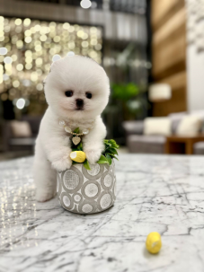 Satılık Pomeranian Boo Yavru köpekleri diğer süs köpeği cinsleri arasında en sadık cinstir. Zaten sevecen olan bu köpek, sahibine karşı beslediği yoğun sevgiyle muhteşem bir bağ oluşturmaktadır. Sizde  pomeranian boo yavrusu satın almak ve  sahibi olmak  istiyorsanız hemen arayın!  Pomeranian Boo Fiyat Müşteri Hattı : 0532 477 17 95