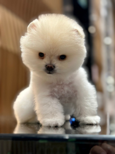 Satılık Pomeranian Boo Yavru köpekleri diğer süs köpeği cinsleri arasında en sadık cinstir. Zaten sevecen olan bu köpek, sahibine karşı beslediği yoğun sevgiyle muhteşem bir bağ oluşturmaktadır. Sizde  pomeranian boo yavrusu satın almak ve  sahibi olmak  istiyorsanız hemen arayın!  Pomeranian Boo Fiyat Müşteri Hattı : 0532 477 17 95