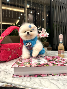 Satılık Pomeranian Boo Yavru köpekleri diğer süs köpeği cinsleri arasında en sadık cinstir. Zaten sevecen olan bu köpek, sahibine karşı beslediği yoğun sevgiyle muhteşem bir bağ oluşturmaktadır. Sizde  pomeranian boo yavrusu satın almak ve  sahibi olmak  istiyorsanız hemen arayın!  Pomeranian Boo Fiyat Müşteri Hattı : 0532 477 17 95