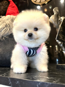 Satılık Pomeranian Boo Yavru köpekleri diğer süs köpeği cinsleri arasında en sadık cinstir. Zaten sevecen olan bu köpek, sahibine karşı beslediği yoğun sevgiyle muhteşem bir bağ oluşturmaktadır. Sizde  pomeranian boo yavrusu satın almak ve  sahibi olmak  istiyorsanız hemen arayın!  Pomeranian Boo Fiyat Müşteri Hattı : 0532 477 17 95