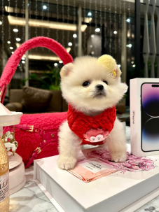 Satılık Pomeranian Boo Yavru köpekleri diğer süs köpeği cinsleri arasında en sadık cinstir. Zaten sevecen olan bu köpek, sahibine karşı beslediği yoğun sevgiyle muhteşem bir bağ oluşturmaktadır. Sizde  pomeranian boo yavrusu satın almak ve  sahibi olmak  istiyorsanız hemen arayın!  Pomeranian Boo Fiyat Müşteri Hattı : 0532 477 17 95