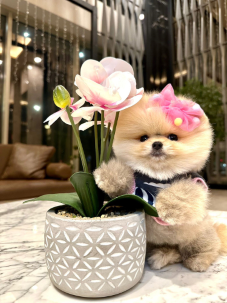 Satılık Pomeranian Boo Yavru köpekleri diğer süs köpeği cinsleri arasında en sadık cinstir. Zaten sevecen olan bu köpek, sahibine karşı beslediği yoğun sevgiyle muhteşem bir bağ oluşturmaktadır. Sizde  pomeranian boo yavrusu satın almak ve  sahibi olmak  istiyorsanız hemen arayın!  Pomeranian Boo Fiyat Müşteri Hattı : 0532 477 17 95