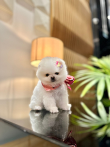 Satılık Pomeranian Boo Yavru köpekleri diğer süs köpeği cinsleri arasında en sadık cinstir. Zaten sevecen olan bu köpek, sahibine karşı beslediği yoğun sevgiyle muhteşem bir bağ oluşturmaktadır. Sizde  pomeranian boo yavrusu satın almak ve  sahibi olmak  istiyorsanız hemen arayın!  Pomeranian Boo Fiyat Müşteri Hattı : 0532 477 17 95