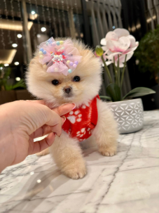 Satılık Pomeranian Boo Yavru köpekleri diğer süs köpeği cinsleri arasında en sadık cinstir. Zaten sevecen olan bu köpek, sahibine karşı beslediği yoğun sevgiyle muhteşem bir bağ oluşturmaktadır. Sizde  pomeranian boo yavrusu satın almak ve  sahibi olmak  istiyorsanız hemen arayın!  Pomeranian Boo Fiyat Müşteri Hattı : 0532 477 17 95