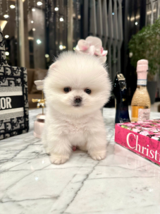 Satılık Pomeranian Boo Yavru köpekleri diğer süs köpeği cinsleri arasında en sadık cinstir. Zaten sevecen olan bu köpek, sahibine karşı beslediği yoğun sevgiyle muhteşem bir bağ oluşturmaktadır. Sizde  pomeranian boo yavrusu satın almak ve  sahibi olmak  istiyorsanız hemen arayın!  Pomeranian Boo Fiyat Müşteri Hattı : 0532 477 17 95