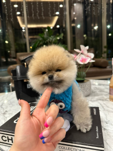 Satılık Pomeranian Boo Yavru köpekleri diğer süs köpeği cinsleri arasında en sadık cinstir. Zaten sevecen olan bu köpek, sahibine karşı beslediği yoğun sevgiyle muhteşem bir bağ oluşturmaktadır. Sizde  pomeranian boo yavrusu satın almak ve  sahibi olmak  istiyorsanız hemen arayın!  Pomeranian Boo Fiyat Müşteri Hattı : 0532 477 17 95