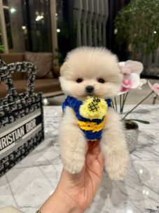 Satılık Pomeranian Boo Yavru köpekleri diğer süs köpeği cinsleri arasında en sadık cinstir. Zaten sevecen olan bu köpek, sahibine karşı beslediği yoğun sevgiyle muhteşem bir bağ oluşturmaktadır. Sizde  pomeranian boo yavrusu satın almak ve  sahibi olmak  istiyorsanız hemen arayın!  Pomeranian Boo Fiyat Müşteri Hattı : 0532 477 17 95