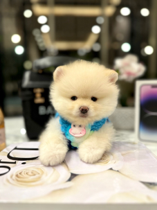 Satılık Pomeranian Boo Yavru köpekleri diğer süs köpeği cinsleri arasında en sadık cinstir. Zaten sevecen olan bu köpek, sahibine karşı beslediği yoğun sevgiyle muhteşem bir bağ oluşturmaktadır. Sizde  pomeranian boo yavrusu satın almak ve  sahibi olmak  istiyorsanız hemen arayın!  Pomeranian Boo Fiyat Müşteri Hattı : 0532 477 17 95