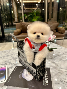 Satılık Pomeranian Boo Yavru köpekleri diğer süs köpeği cinsleri arasında en sadık cinstir. Zaten sevecen olan bu köpek, sahibine karşı beslediği yoğun sevgiyle muhteşem bir bağ oluşturmaktadır. Sizde  pomeranian boo yavrusu satın almak ve  sahibi olmak  istiyorsanız hemen arayın!  Pomeranian Boo Fiyat Müşteri Hattı : 0532 477 17 95