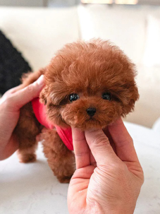 Satılık Kore Toy Poodle Köpek Yavrularımız diğer süs köpeği cinsleri arasında en sadık cinstir. Zaten sevecen olan bu köpek, sahibine karşı beslediği yoğun sevgiyle muhteşem bir bağ oluşturmaktadır. Sizde  toy poodle  yavrusu satın almak ve sahibi olmak istiyorsanız hemen arayın!  Müşteri Hattı : 0532 477 17 95