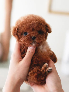 Satılık Kore Toy Poodle Köpek Yavrularımız diğer süs köpeği cinsleri arasında en sadık cinstir. Zaten sevecen olan bu köpek, sahibine karşı beslediği yoğun sevgiyle muhteşem bir bağ oluşturmaktadır. Sizde  toy poodle  yavrusu satın almak ve sahibi olmak istiyorsanız hemen arayın!  Müşteri Hattı : 0532 477 17 95