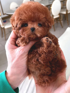 Satılık Kore Toy Poodle Köpek Yavrularımız diğer süs köpeği cinsleri arasında en sadık cinstir. Zaten sevecen olan bu köpek, sahibine karşı beslediği yoğun sevgiyle muhteşem bir bağ oluşturmaktadır. Sizde  toy poodle  yavrusu satın almak ve sahibi olmak istiyorsanız hemen arayın!  Müşteri Hattı : 0532 477 17 95