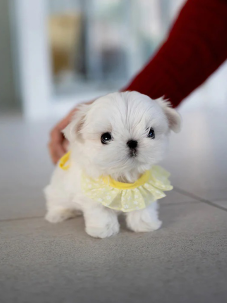 Kore Maltese  Terrier  canlı, neşeli ve oyuncu bir köpek cinsidir. Yumuşak, uzun ve beyaz tüyleriyle tatlı bir görünüşü vardır. Görenlerin karşı koyamadığı bir güzelliğe sahiptir ve insanlarda doğrudan sevme hissi oluşturur. Arkadaş canlısıdır, yabancı köpeklere ve evcil hayvanlara karşı sıcakkanlı olduğu görülür. Küçük çocuklara karşı ise orta derecede tolerans gösterdiği bilinir. Kore Maltese  Terrier küçük bedeni ve hassas yapısı nedeniyle küçük çocuklu aileler için uygun bir köpek değildir.