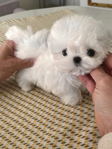 Kore Maltese  Terrier  canlı, neşeli ve oyuncu bir köpek cinsidir. Yumuşak, uzun ve beyaz tüyleriyle tatlı bir görünüşü vardır. Görenlerin karşı koyamadığı bir güzelliğe sahiptir ve insanlarda doğrudan sevme hissi oluşturur. Arkadaş canlısıdır, yabancı köpeklere ve evcil hayvanlara karşı sıcakkanlı olduğu görülür. Küçük çocuklara karşı ise orta derecede tolerans gösterdiği bilinir. Kore Maltese  Terrier küçük bedeni ve hassas yapısı nedeniyle küçük çocuklu aileler için uygun bir köpek değildir.