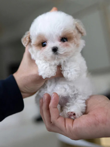 Kore Maltese  Terrier  canlı, neşeli ve oyuncu bir köpek cinsidir. Yumuşak, uzun ve beyaz tüyleriyle tatlı bir görünüşü vardır. Görenlerin karşı koyamadığı bir güzelliğe sahiptir ve insanlarda doğrudan sevme hissi oluşturur. Arkadaş canlısıdır, yabancı köpeklere ve evcil hayvanlara karşı sıcakkanlı olduğu görülür. Küçük çocuklara karşı ise orta derecede tolerans gösterdiği bilinir. Kore Maltese  Terrier küçük bedeni ve hassas yapısı nedeniyle küçük çocuklu aileler için uygun bir köpek değildir.