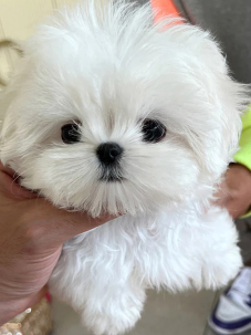 Kore Maltese  Terrier  canlı, neşeli ve oyuncu bir köpek cinsidir. Yumuşak, uzun ve beyaz tüyleriyle tatlı bir görünüşü vardır. Görenlerin karşı koyamadığı bir güzelliğe sahiptir ve insanlarda doğrudan sevme hissi oluşturur. Arkadaş canlısıdır, yabancı köpeklere ve evcil hayvanlara karşı sıcakkanlı olduğu görülür. Küçük çocuklara karşı ise orta derecede tolerans gösterdiği bilinir. Kore Maltese  Terrier küçük bedeni ve hassas yapısı nedeniyle küçük çocuklu aileler için uygun bir köpek değildir.