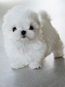 Kore Maltese  Terrier  canlı, neşeli ve oyuncu bir köpek cinsidir. Yumuşak, uzun ve beyaz tüyleriyle tatlı bir görünüşü vardır. Görenlerin karşı koyamadığı bir güzelliğe sahiptir ve insanlarda doğrudan sevme hissi oluşturur. Arkadaş canlısıdır, yabancı köpeklere ve evcil hayvanlara karşı sıcakkanlı olduğu görülür. Küçük çocuklara karşı ise orta derecede tolerans gösterdiği bilinir. Kore Maltese  Terrier küçük bedeni ve hassas yapısı nedeniyle küçük çocuklu aileler için uygun bir köpek değildir.