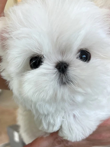 Kore Maltese  Terrier  canlı, neşeli ve oyuncu bir köpek cinsidir. Yumuşak, uzun ve beyaz tüyleriyle tatlı bir görünüşü vardır. Görenlerin karşı koyamadığı bir güzelliğe sahiptir ve insanlarda doğrudan sevme hissi oluşturur. Arkadaş canlısıdır, yabancı köpeklere ve evcil hayvanlara karşı sıcakkanlı olduğu görülür. Küçük çocuklara karşı ise orta derecede tolerans gösterdiği bilinir. Kore Maltese  Terrier küçük bedeni ve hassas yapısı nedeniyle küçük çocuklu aileler için uygun bir köpek değildir.