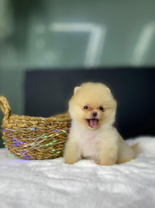 Pomeranian Boo Irkı