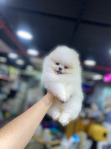 Pomeranian Boo Irkı