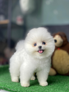 Satılık Pomeranian Boo Yavru köpekleri diğer süs köpeği cinsleri arasında en sadık cinstir. Zaten sevecen olan bu köpek, sahibine karşı beslediği yoğun sevgiyle muhteşem bir bağ oluşturmaktadır. Sizde  pomeranian boo yavrusu satın almak ve  sahibi olmak  istiyorsanız hemen arayın!  Pomeranian Boo Fiyat Müşteri Hattı : 0532 477 17 95