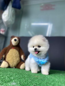 Satılık Pomeranian Boo Yavru köpekleri diğer süs köpeği cinsleri arasında en sadık cinstir. Zaten sevecen olan bu köpek, sahibine karşı beslediği yoğun sevgiyle muhteşem bir bağ oluşturmaktadır. Sizde  pomeranian boo yavrusu satın almak ve  sahibi olmak  istiyorsanız hemen arayın!  Pomeranian Boo Fiyat Müşteri Hattı : 0532 477 17 95