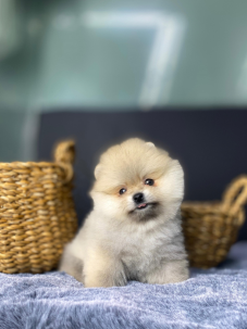 Satılık Pomeranian Boo Yavru köpekleri diğer süs köpeği cinsleri arasında en sadık cinstir. Zaten sevecen olan bu köpek, sahibine karşı beslediği yoğun sevgiyle muhteşem bir bağ oluşturmaktadır. Sizde  pomeranian boo yavrusu satın almak ve  sahibi olmak  istiyorsanız hemen arayın!  Pomeranian Boo Fiyat Müşteri Hattı : 0532 477 17 95